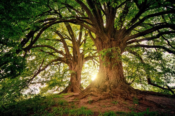 Eko Veritas Trees