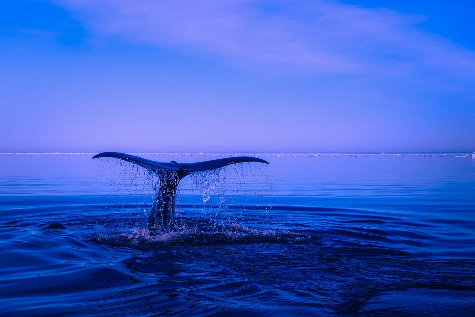 Eko Veritas Whale