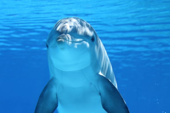 Eko Veritas Dolphin
